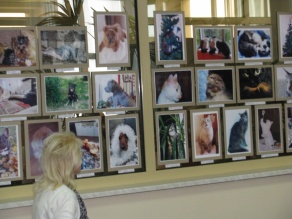 Фотовыставка  «Братья наши меньшие – 2»