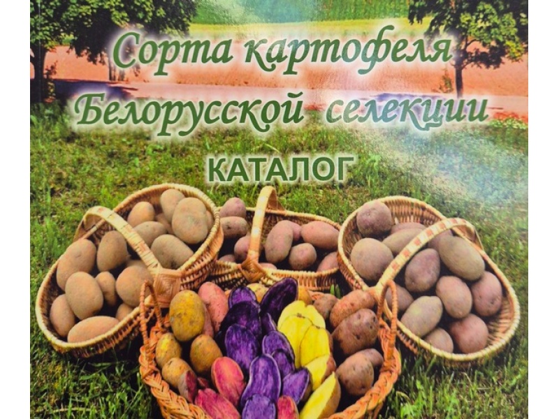 Осенняя плодоовощная выставка в БГАТУ