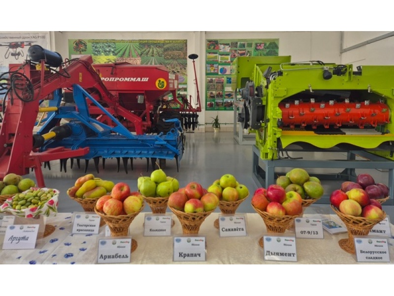 Осенняя плодоовощная выставка в БГАТУ