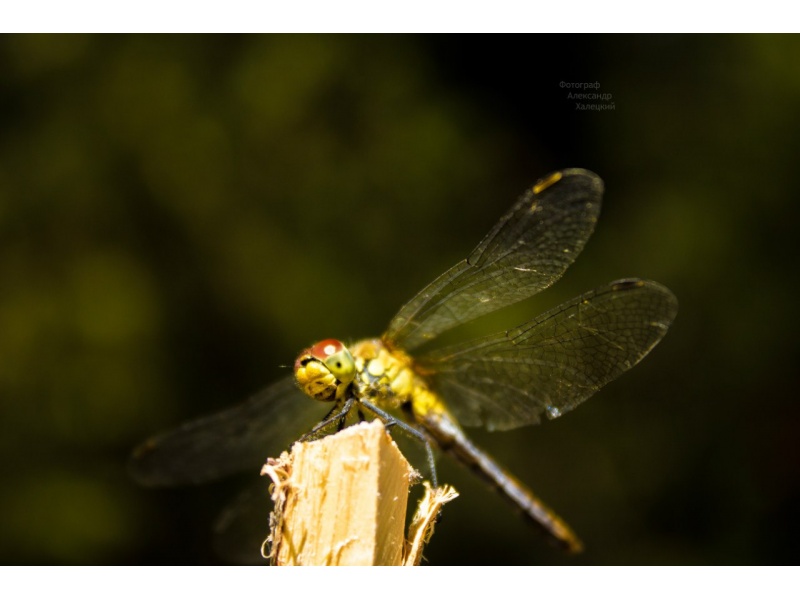"На крылах кахання", Халецкі Аляксандр