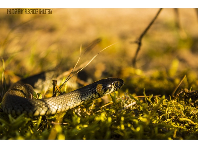 "Веліч лесу", Халецкі Аляксандр
