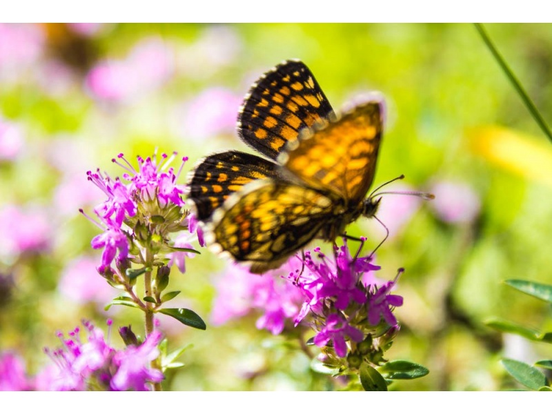 "Водар лета", Халецкі Аляксандр