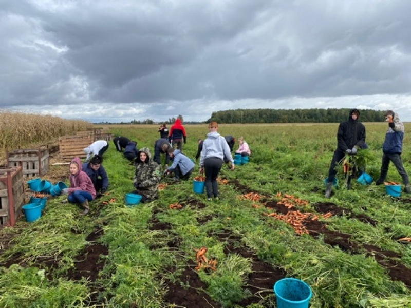 Студенты инженерно-технологического факультета на уборке моркови