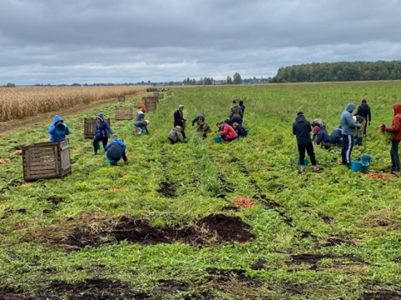 Студенты инженерно-технологического факультета на уборке моркови