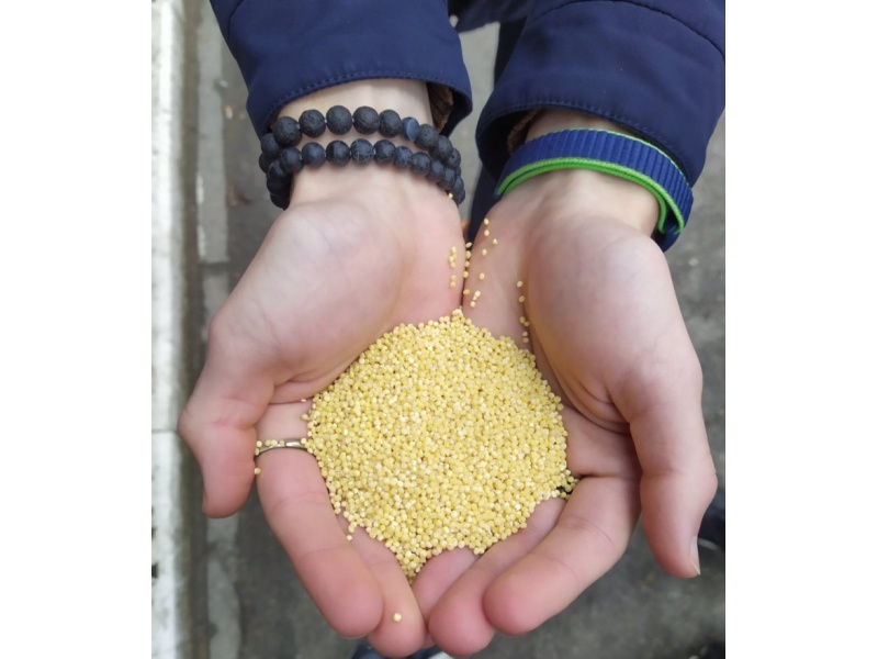 ОАО "Семена льна" Несвижский район